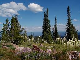 Lolo National Forest